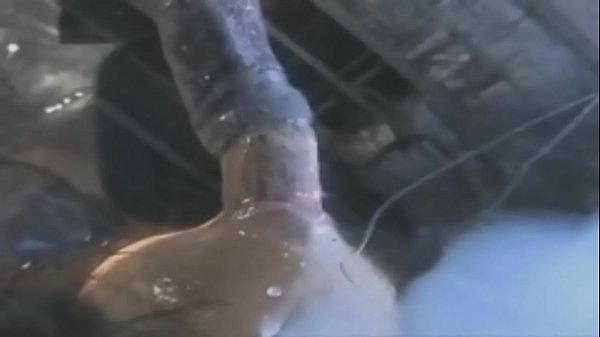 WB Snakes Chick